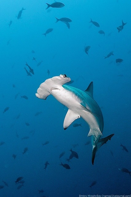 Photo:  Hammerhead shark